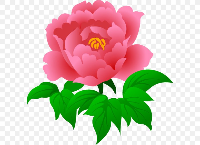 Moutan Peony Flower Rosa Chinensis Clip Art, PNG, 600x597px, Moutan Peony, Annual Plant, Bud, Coreldraw, Cut Flowers Download Free