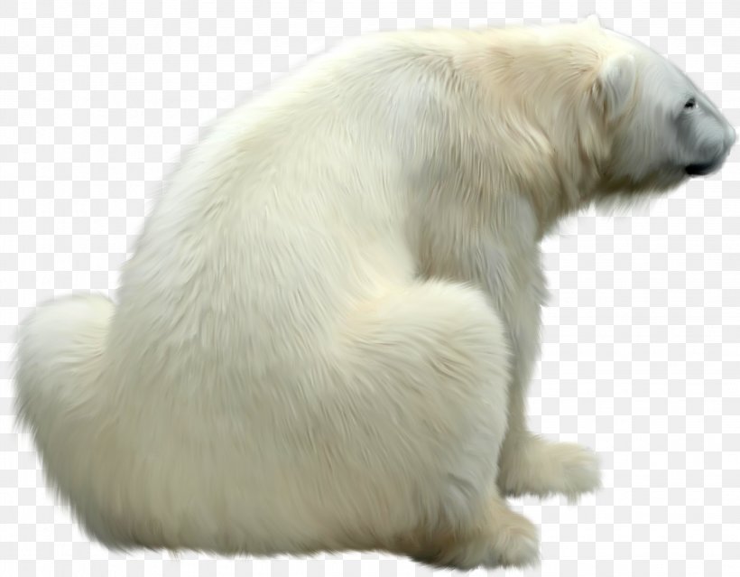 Polar Bear Dog Giant Panda, PNG, 2248x1754px, Polar Bear, Animal, Baby Polar Bear, Bear, Brown Bear Download Free
