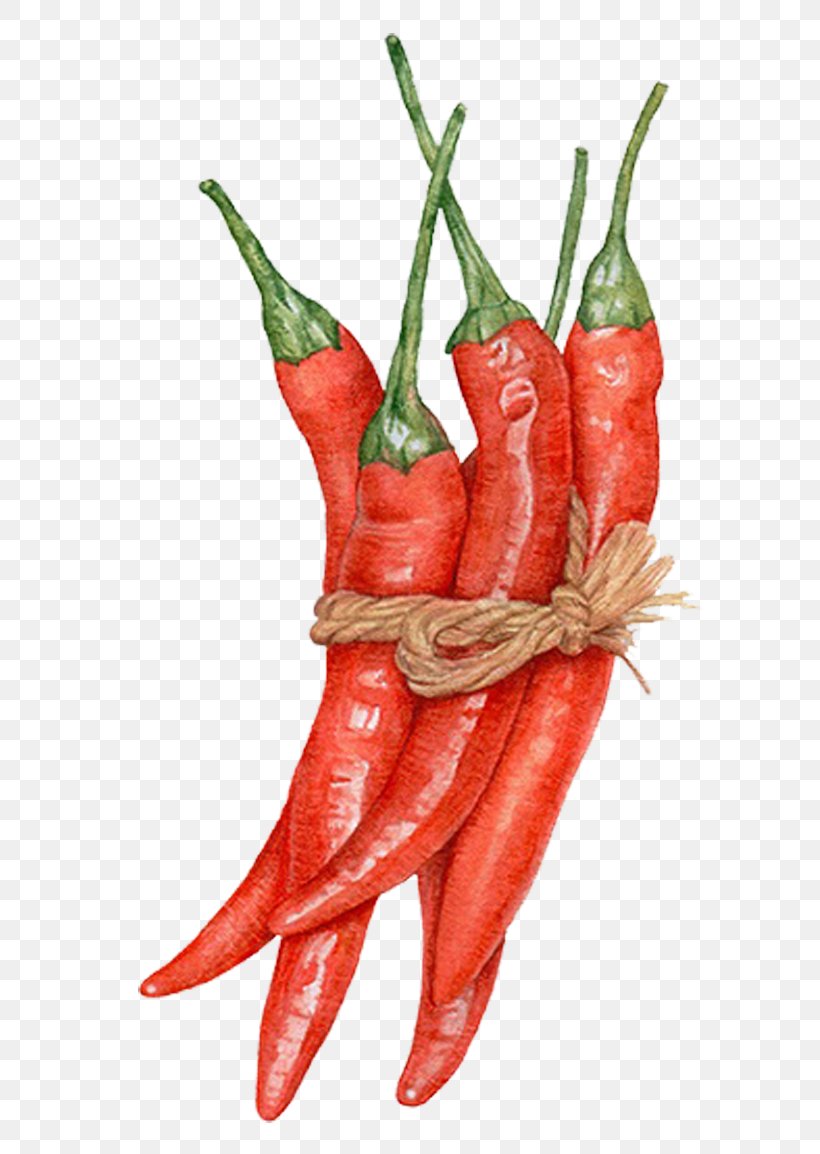 Capsicum Annuum Watercolor Painting Chili Pepper Drawing Illustration, PNG, 813x1154px, Capsicum Annuum, Bell Peppers And Chili Peppers, Birds Eye Chili, Capsicum, Cartoon Download Free