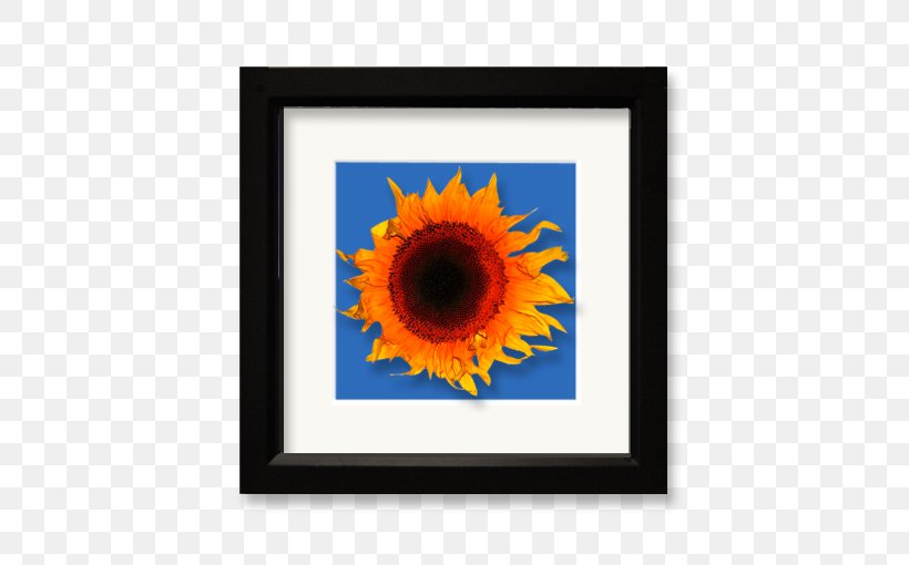 Common Sunflower Kansas Jayhawks Men's Basketball Rock Chalk, Jayhawk Animal, PNG, 510x510px, Flower, Animal, Common Sunflower, Daisy Family, Flowering Plant Download Free