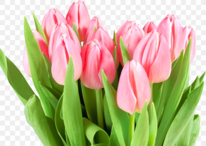 Flower Bouquet International Women's Day Tulip Woman, PNG, 1160x822px, Flower, Bud, Child, Cut Flowers, Floristry Download Free