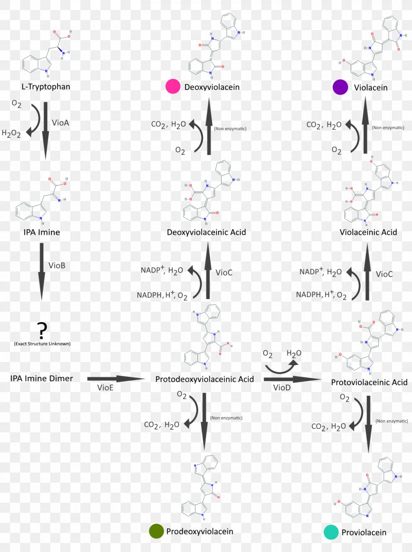 International Genetically Engineered Machine Violacein Synthetic Biology Cell Culture, PNG, 1573x2107px, Violacein, Area, Biology, Cell Culture, Chromobacterium Download Free