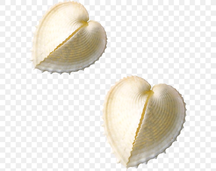 Peach Aviation Cockle, PNG, 600x650px, Peach, Clam, Clams Oysters Mussels And Scallops, Cockle, Conchology Download Free