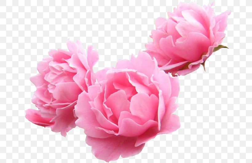 Peony Garden Roses Lilium Flower Clip Art, PNG, 699x533px, Peony, Blog, Carnation, Cut Flowers, Diary Download Free