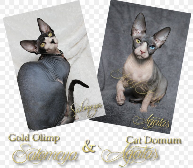 Sphynx Cat Donskoy Kitten Whiskers Fauna, PNG, 918x800px, Sphynx Cat, Carnivoran, Cat, Cat Like Mammal, Donskoy Download Free