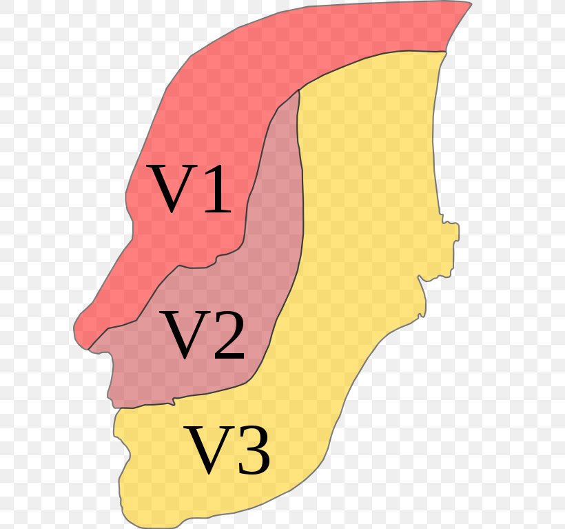 Trigeminal Nerve Cranial Nerves Trigeminal Neuralgia Anatomy, PNG, 608x767px, Watercolor, Cartoon, Flower, Frame, Heart Download Free