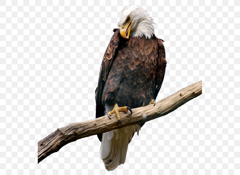 Bald Eagle Bird Clip Art, PNG, 561x600px, Bald Eagle, Accipitriformes, Beak, Bird, Bird Of Prey Download Free