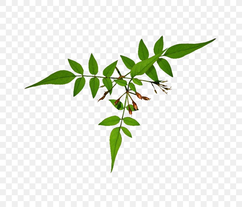 Blog, PNG, 700x700px, Blog, Branch, Flower, Flowerpot, Google Images Download Free