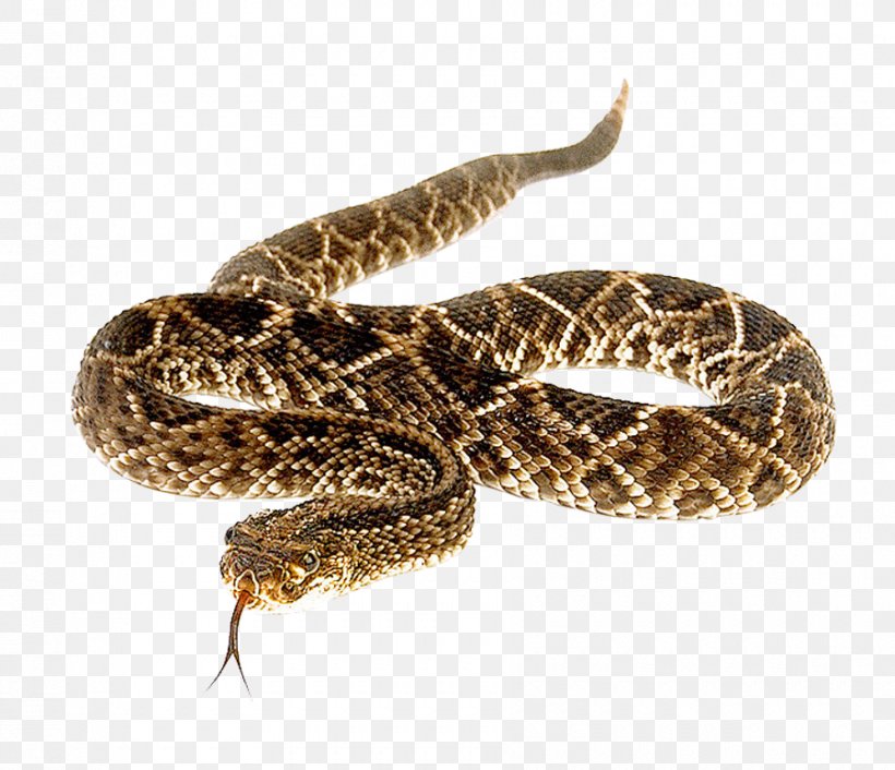 Eastern Diamondback Rattlesnake, PNG, 900x775px, Snake, Animal, Boa Constrictor, Boas, Cobra Download Free