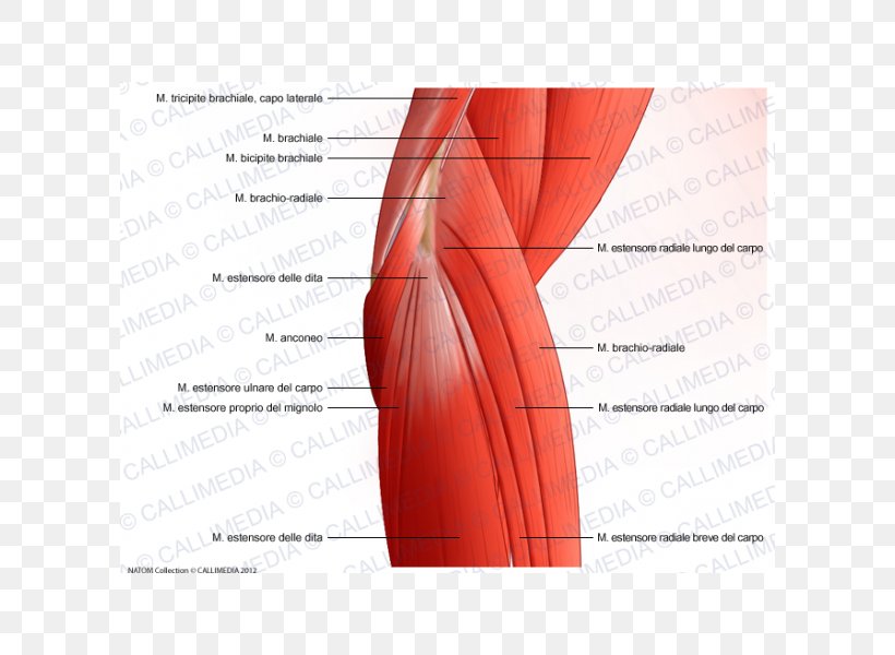 Muscle Elbow Muscular System Anatomy Shoulder, PNG, 600x600px, Watercolor, Cartoon, Flower, Frame, Heart Download Free
