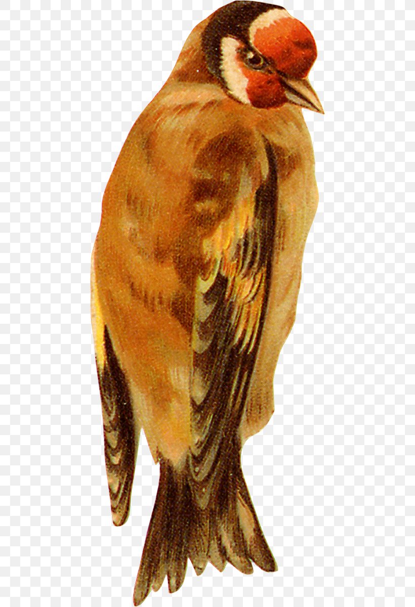 Bird Eurasian Tree Sparrow Owl, PNG, 466x1200px, Bird, Beak, Bird Of Prey, Eagle, Eurasian Tree Sparrow Download Free