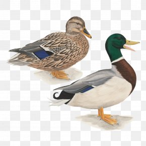 Goose - Duck Mallard Bird Trumpeter Swan Waterfowl PNG