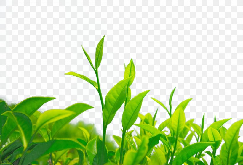 Green Tea Chrysanthemum Tea Leaf Camellia Sinensis, PNG, 1100x749px, Tea, Camellia Sinensis, Chrysanthemum Tea, Energy, Epigallocatechin Gallate Download Free