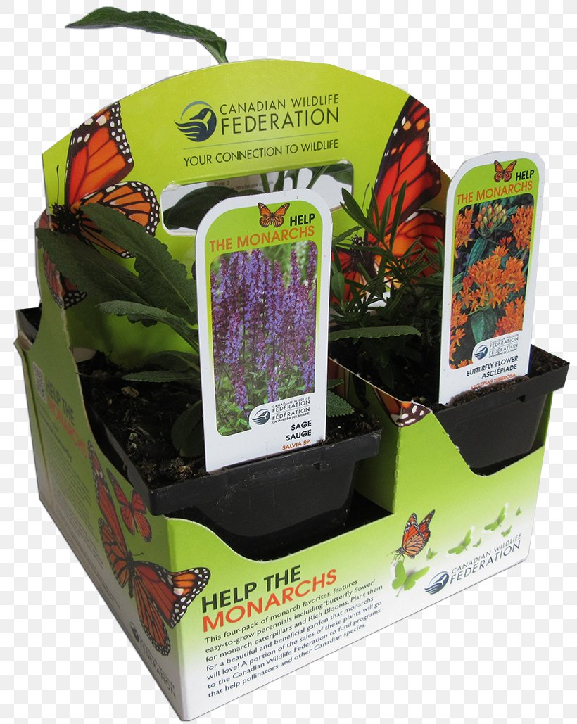 Pollinator Butterfly Plantation Tea, PNG, 800x1029px, Pollinator, Butterfly, Canadian Wildlife Federation, Flora, Food Download Free