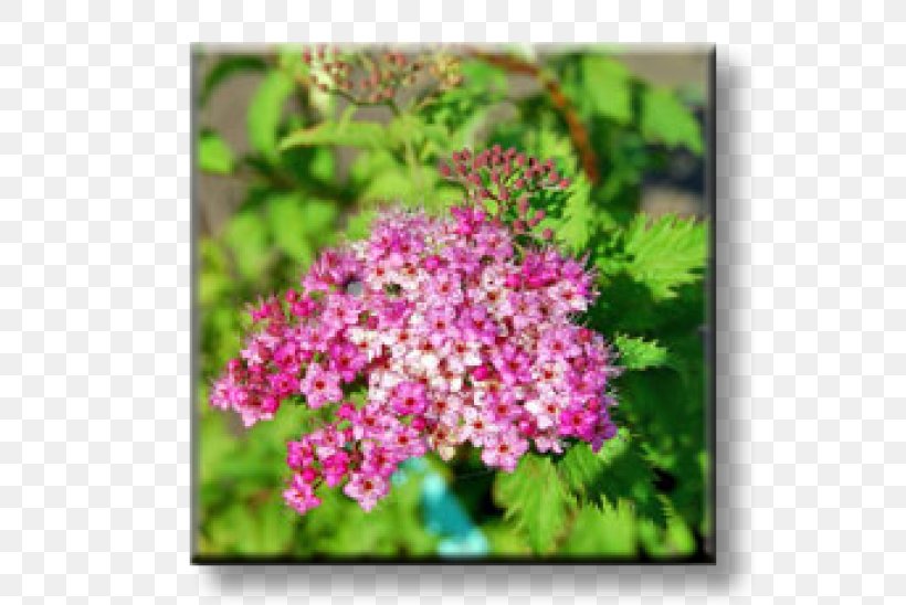 Spiraea Japonica Subshrub Color Lilac, PNG, 600x548px, Spiraea Japonica, Bridalwreaths, Color, Flora, Flower Download Free