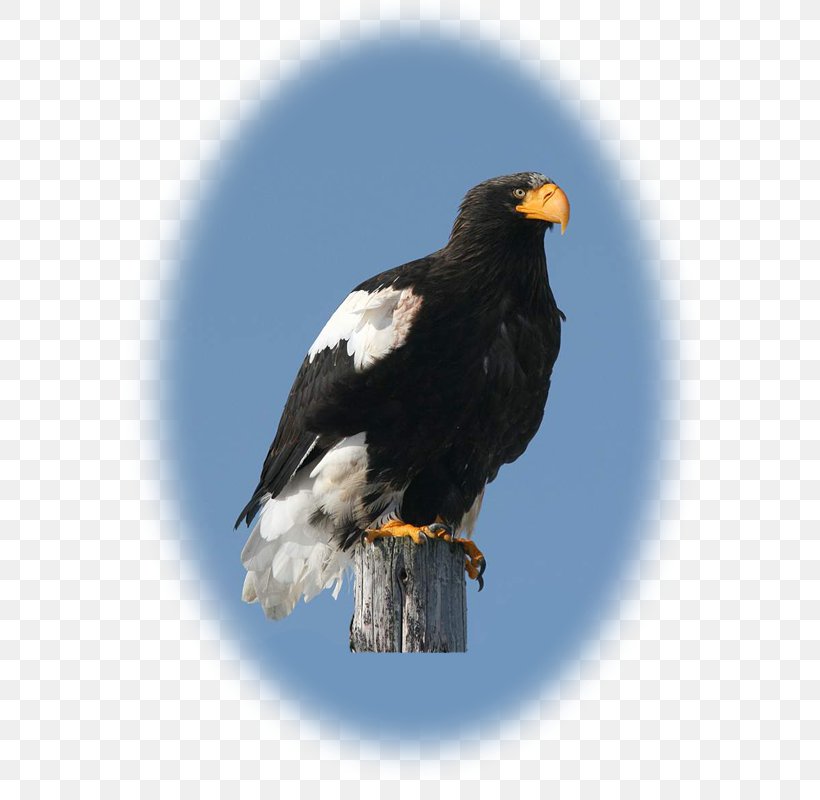 Bald Eagle Hawk Vulture Beak, PNG, 600x800px, Bald Eagle, Accipitriformes, Beak, Bird, Bird Of Prey Download Free