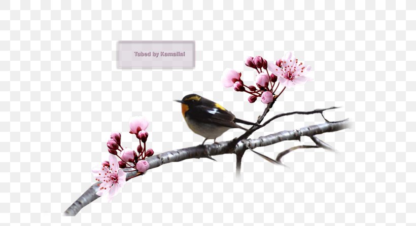 Cherry Blossom Finch ST.AU.150 MIN.V.UNC.NR AD Beak, PNG, 652x446px, Blossom, Beak, Bird, Branch, Cherry Download Free