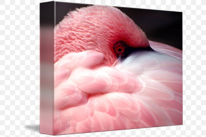 Fauna Close-up Beak Pink M Neck, PNG, 650x547px, Fauna, Beak, Bird, Close Up, Closeup Download Free