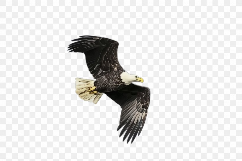 Flying Bird Background, PNG, 2448x1632px, Flying Eagle, Accipitridae, Bald Eagle, Beak, Bird Download Free
