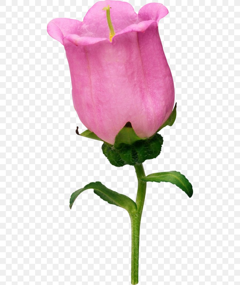 Garden Roses Cabbage Rose Bellflowers Petal, PNG, 500x972px, Garden Roses, Bellflowers, Bud, Cabbage Rose, Cut Flowers Download Free