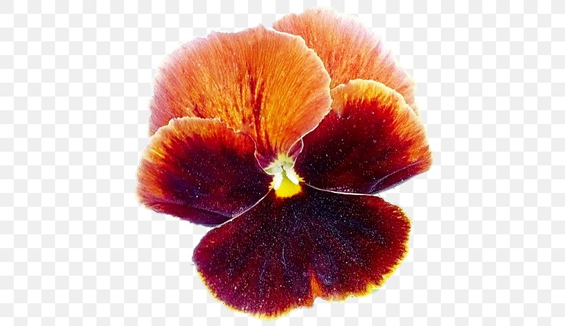 Pansy Violet Close-up, PNG, 448x473px, Pansy, Closeup, Flower, Flowering Plant, Magenta Download Free