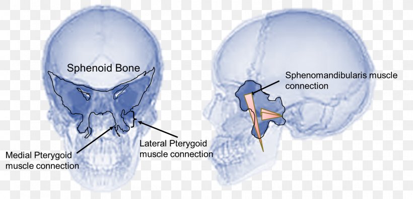 Sphenoid Bone Temporomandibular Joint Dysfunction Jaw, PNG, 1931x935px, Watercolor, Cartoon, Flower, Frame, Heart Download Free