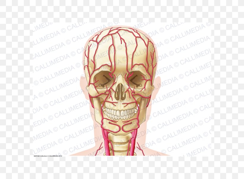 Ear Artery Head Neck Anatomy, PNG, 600x600px, Watercolor, Cartoon, Flower, Frame, Heart Download Free