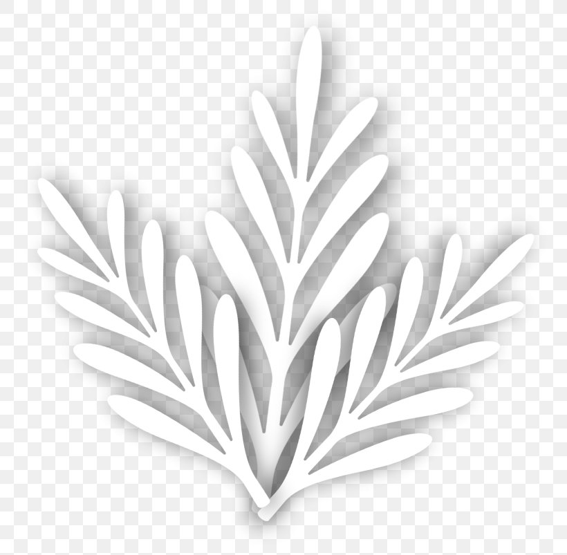 Leaf White Tree, PNG, 787x803px, Leaf, Black And White, Heart, Monochrome, Monochrome Photography Download Free