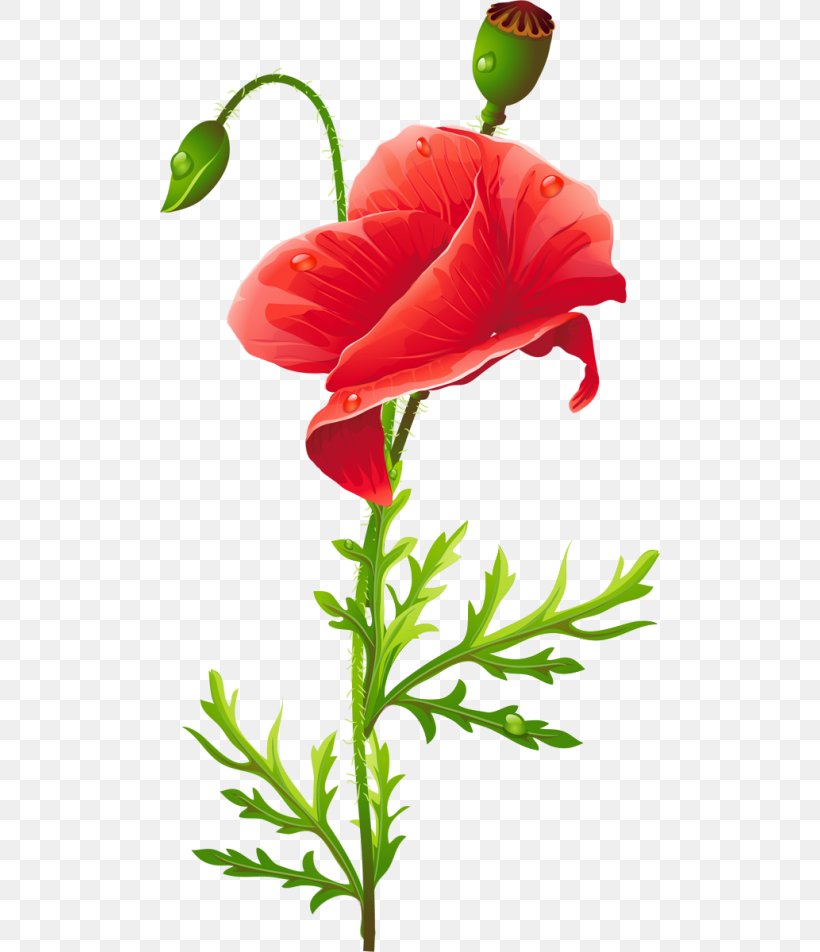 Poppy Flower Red, PNG, 500x952px, Poppy, Color, Coquelicot, Cut Flowers, Flora Download Free