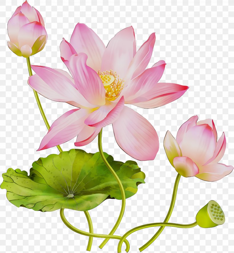 Sacred Lotus Floral Design Cut Flowers Artificial Flower, PNG, 4585x4958px, Sacred Lotus, Annual Plant, Aquatic Plant, Artificial Flower, Botany Download Free