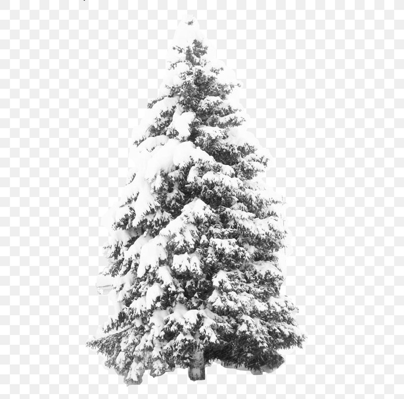 Snowflake Tree Pine, PNG, 479x810px, Snow, Black And White, Branch, Christmas, Christmas Decoration Download Free