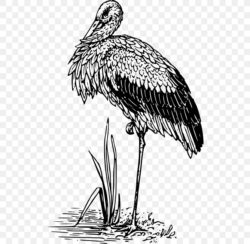 White Stork Bird Crane Beak Clip Art, PNG, 517x800px, White Stork, Beak, Bird, Bird Flight, Bird Of Prey Download Free