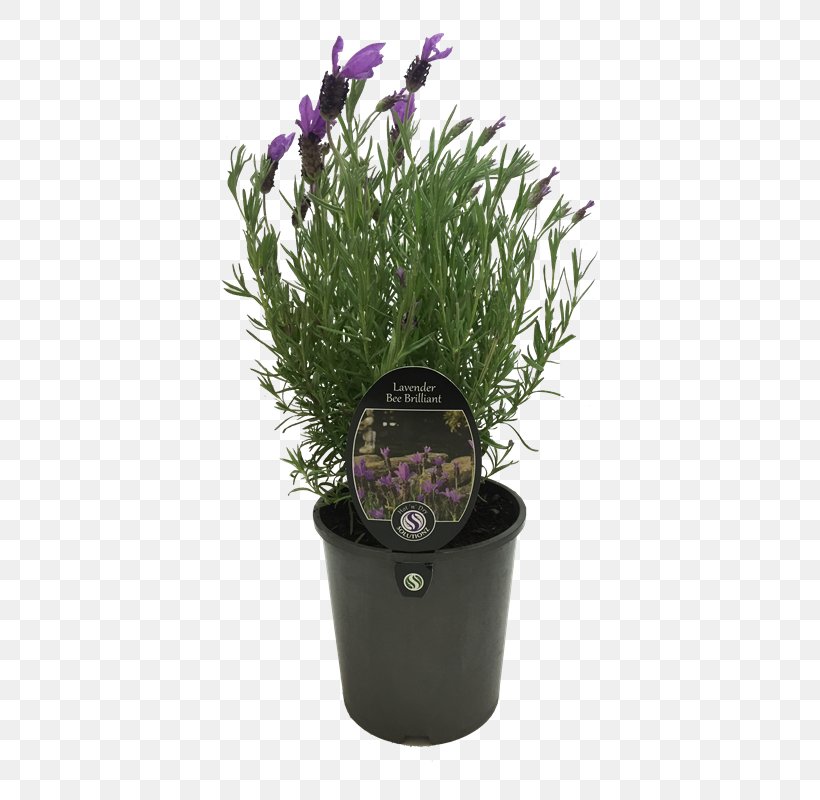 Zanzibar Gem Flowerpot Succulent Plant Parrot, PNG, 800x800px, Zanzibar Gem, Arums, Crock, Evergreen, Flowerpot Download Free