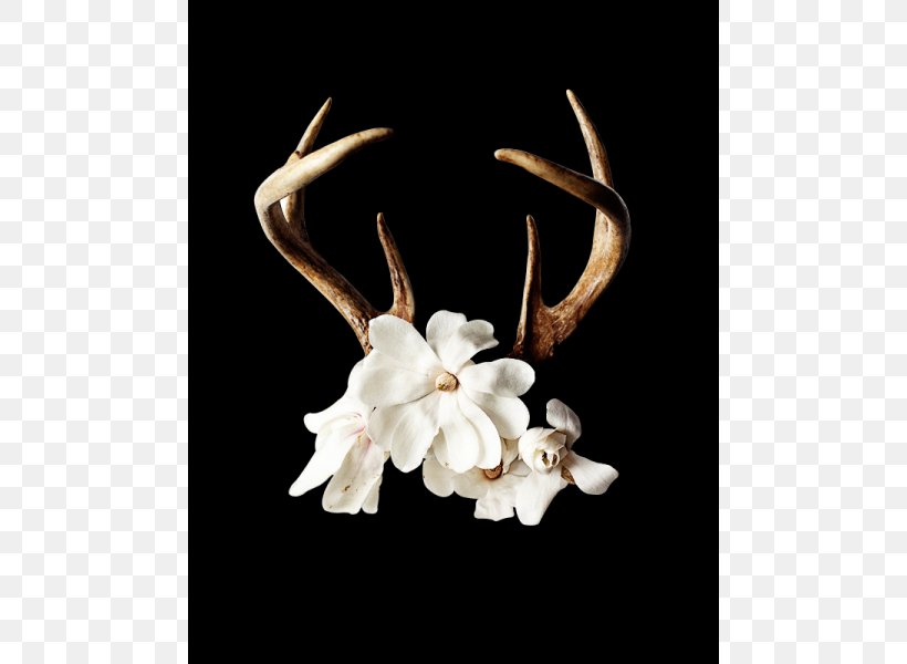 Antler Flower Floral Design Horn Deer, PNG, 480x600px, Antler, Deer, Floral Design, Flower, Horn Download Free