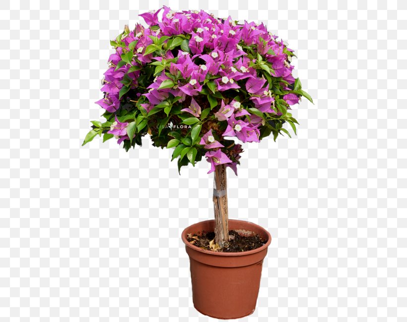 Cut Flowers Shrub Flowerpot Houseplant Tree, PNG, 590x650px, Cut Flowers, Flower, Flowering Plant, Flowerpot, Houseplant Download Free
