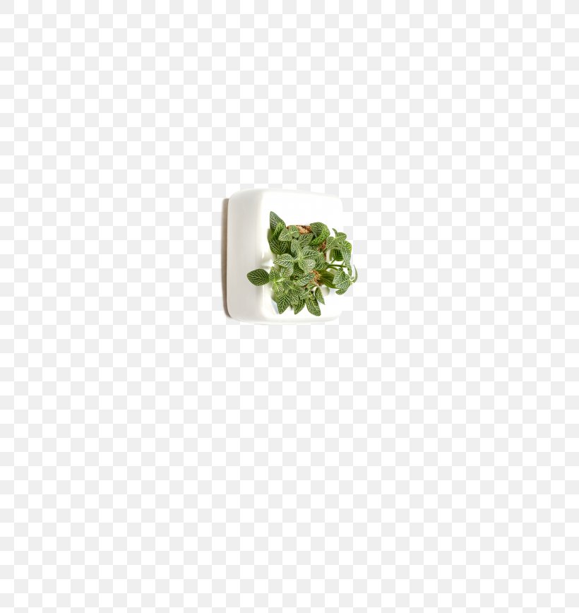 Fittonia Albivenis Germany White Rectangle, PNG, 650x868px, Fittonia Albivenis, Fittonia, Germany, Rectangle, White Download Free