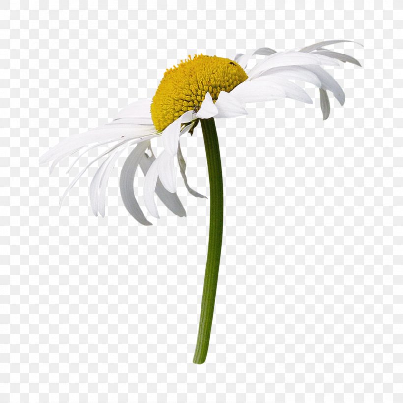 German Chamomile Medicinal Plants Image, PNG, 1481x1483px, Chamomile, Asterales, Barberton Daisy, Botany, Camomile Download Free