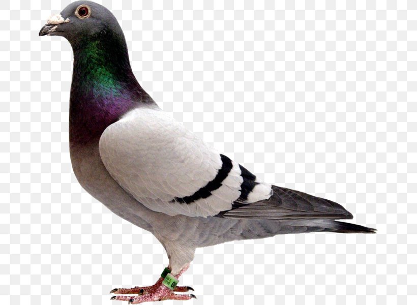 Pigeons And Doves Homing Pigeon Racing Homer Fancy Pigeon Bird, PNG, 667x600px, Pigeons And Doves, Beak, Bird, Breed, Columbiformes Download Free