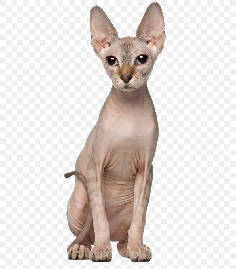 Sphynx Cat Oriental Shorthair Kitten Dog Allergy To Cats, PNG, 398x935px, Sphynx Cat, Allergy, Allergy To Cats, Asian, Breed Download Free