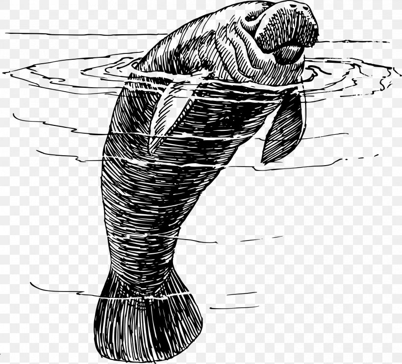 West Indian Manatee Save The Manatee Club Miami Manatees Drawing Clip Art, PNG, 2386x2162px, West Indian Manatee, Art, Black And White, Color, Drawing Download Free