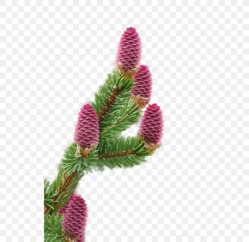 Fir Spruce Christmas Ornament Close-up, PNG, 529x800px, Fir, Branch, Branching, Christmas, Christmas Ornament Download Free