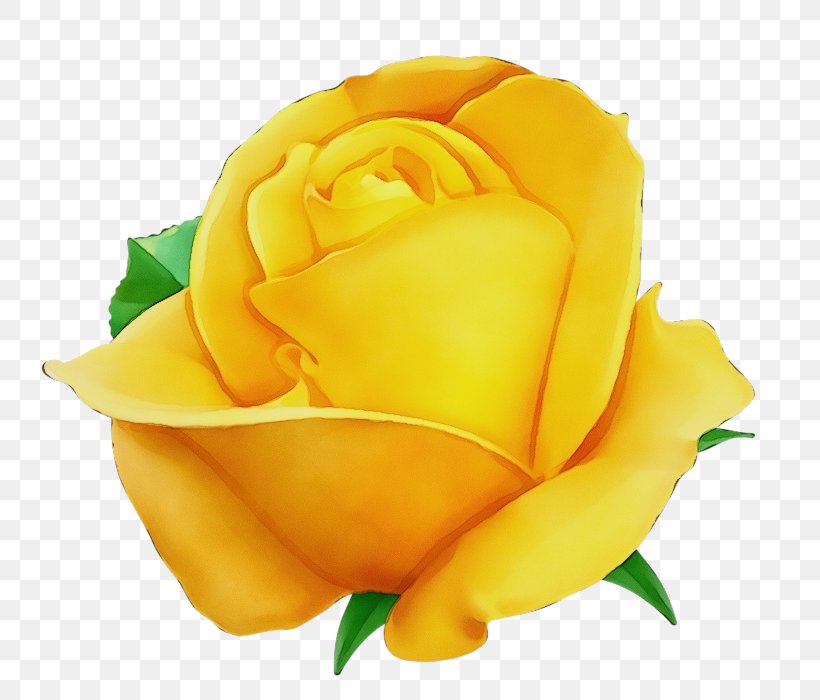 Garden Roses, PNG, 800x700px, Watercolor, Floribunda, Flower, Flowering Plant, Garden Roses Download Free