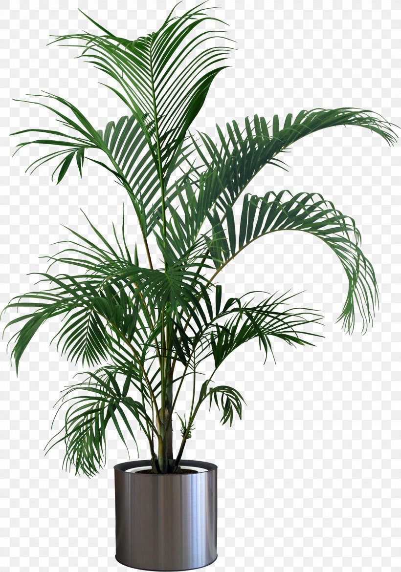 Houseplant Flowerpot Tree, PNG, 2023x2891px, Houseplant, Arecaceae, Arecales, Attalea Speciosa, Ceramic Download Free