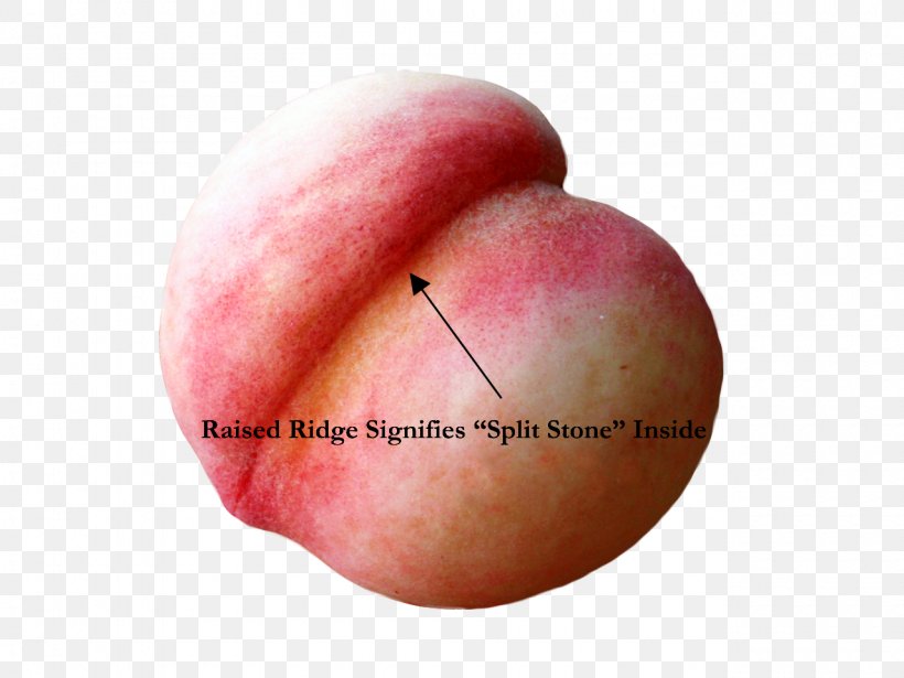 Peach Fruit Ripening Split Stones Produce, PNG, 1280x960px, Peach, Apple, April 28, Clerk, Clerks Download Free