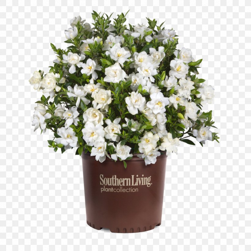 Cape Jasmine Shrub Flower Evergreen Garden, PNG, 1080x1080px, Cape Jasmine, Artificial Flower, Balsam Fir, Cut Flowers, Evergreen Download Free