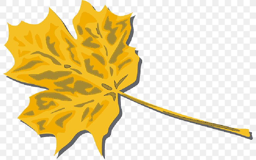 Clip Art Vector Graphics Autumn Free Content, PNG, 800x513px, Autumn, Autumn Leaf Color, Black Maple, Botany, Drawing Download Free