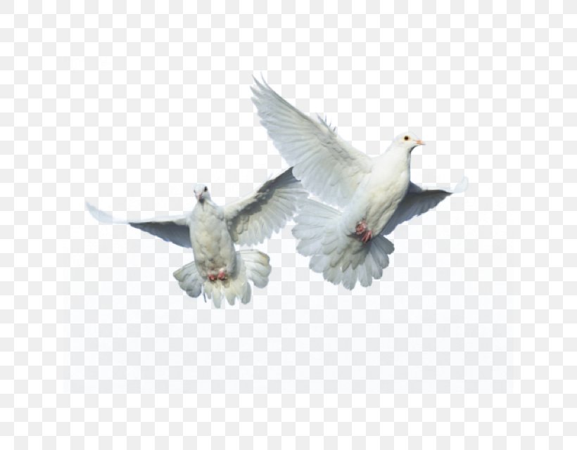 Feather Bird Columbidae Homing Pigeon Flight, PNG, 640x640px, Feather, Beak, Bird, Bird Flight, Columbidae Download Free