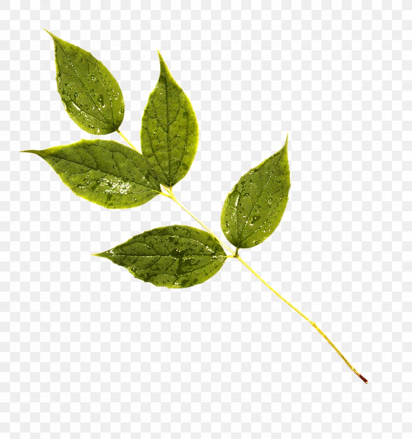 Leaf Plant Stem, PNG, 1500x1598px, Leaf, Branch, Green, Plant, Plant Stem Download Free