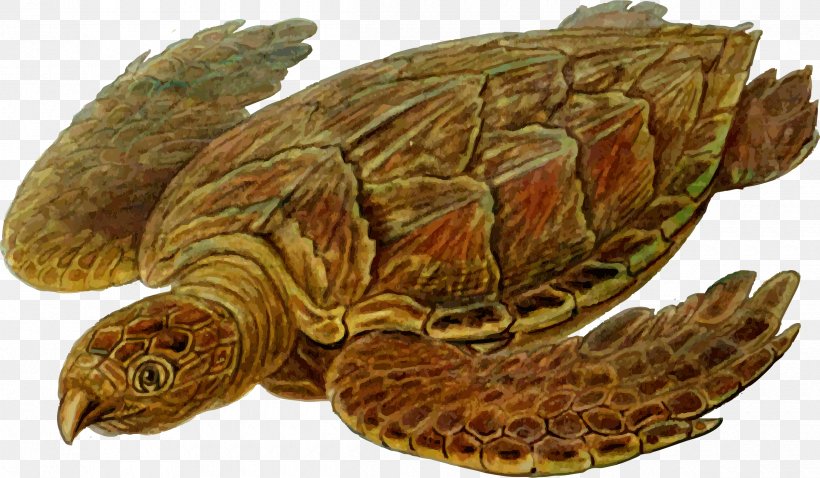 Sea Turtle Prehistory Protostega Carbonemys, PNG, 2400x1400px, Turtle, Animal, Box Turtle, Carbonemys, Chelydridae Download Free