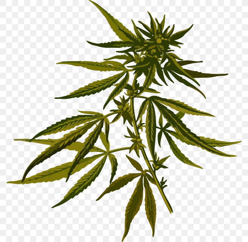 Cannabis Sativa Hemp Plant Clip Art, PNG, 780x800px, Cannabis Sativa, Cannabaceae, Cannabidiol, Cannabis, Hash Oil Download Free